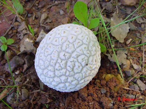 Calvatia utriformis